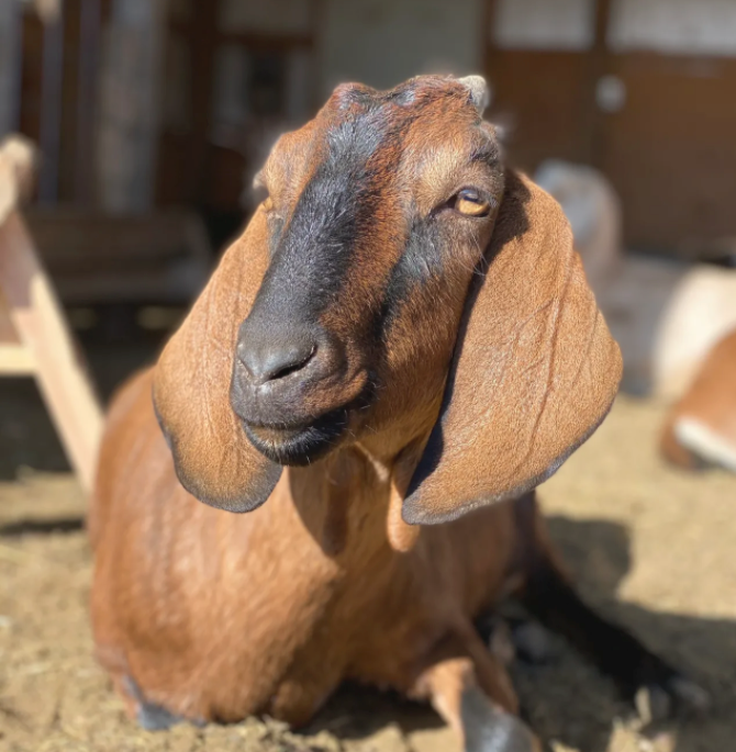 how to calculate how much hay to feed!