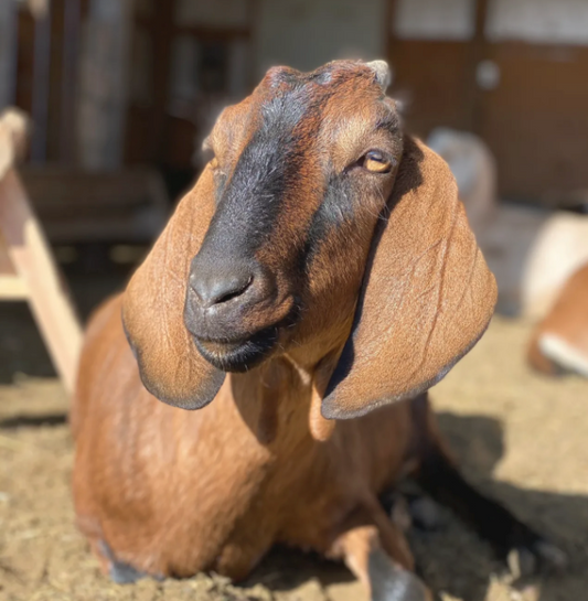 how to calculate how much hay to feed!