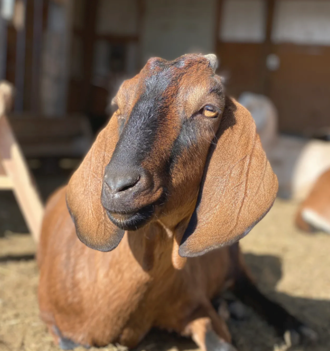 dairy goats: nubian vs nigerian dwarf