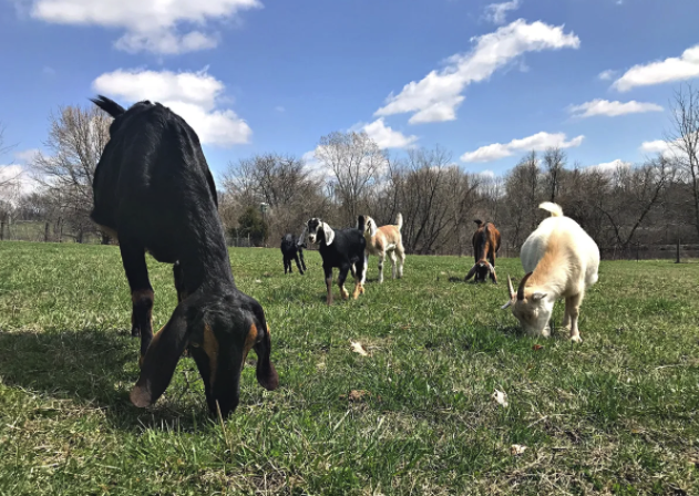 flushing in goats