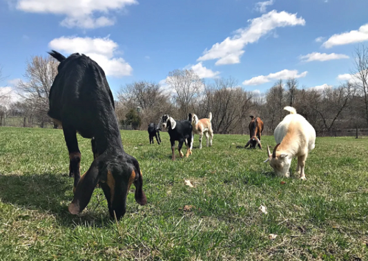 flushing in goats