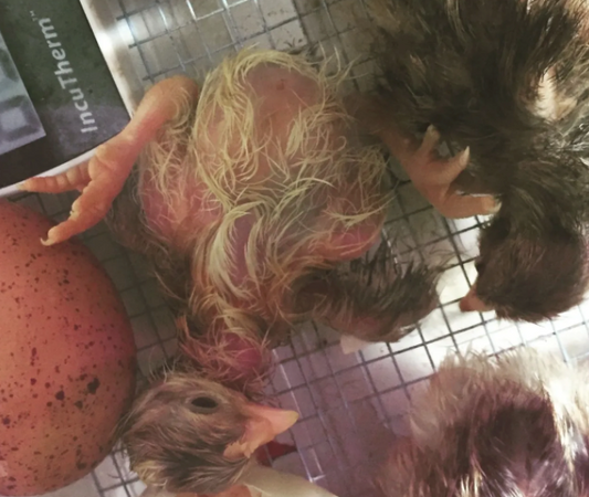 hatching fertile eggs in an incubator 101