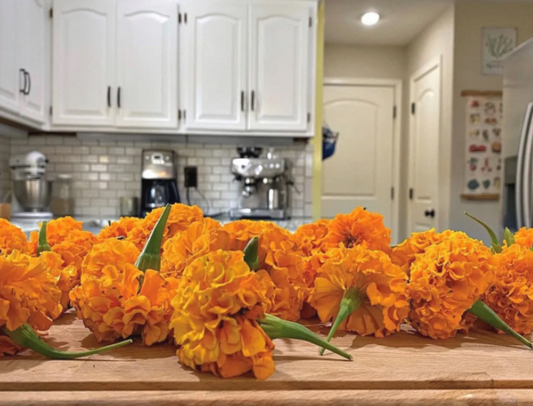 marigold salve