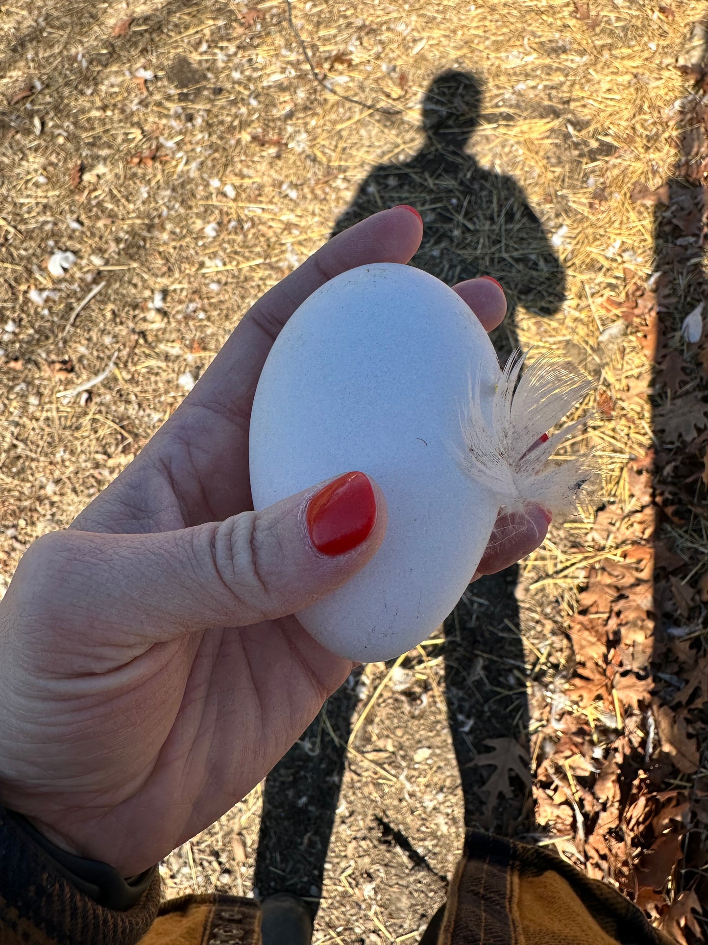 Sebastopol Hatching Eggs * FOUR eggs- * choose hatching egg shipping