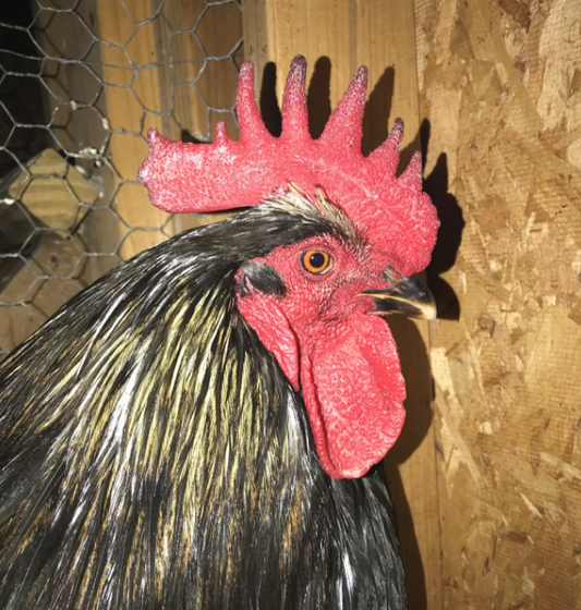 managing frostbite in poultry