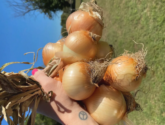 the skinny on growing beautiful onions.